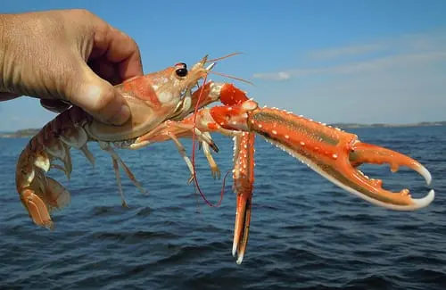 Langoustines Description Of The Seafood Health Benefits And Harms