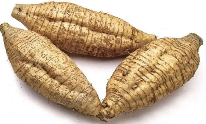 Arrowroot