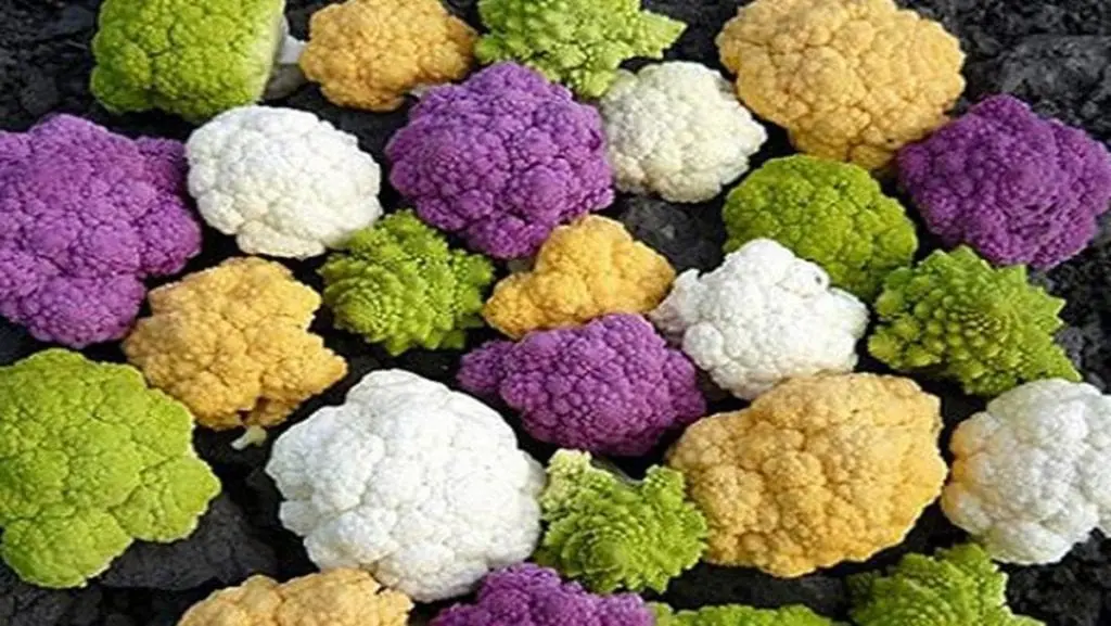 Cauliflower &#8211; how is it useful and what to cook with it