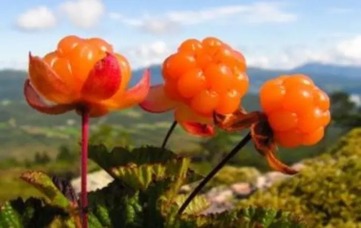 Cloudberry