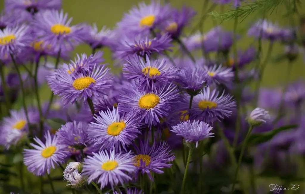 Aster