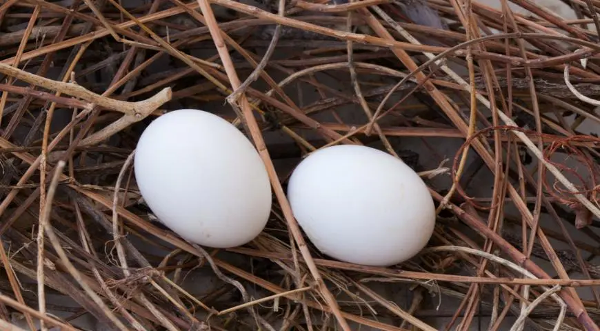 Pigeon eggs