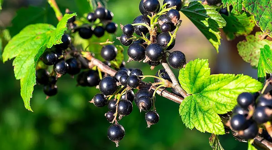 Black currant