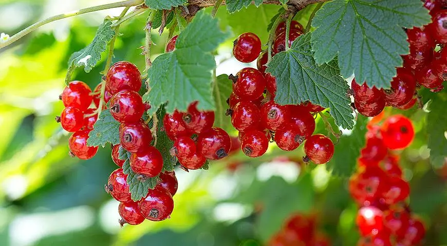 Red currant