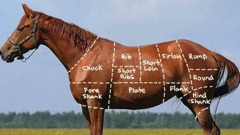 Horse meat