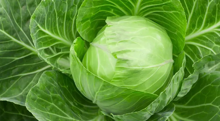 White cabbage