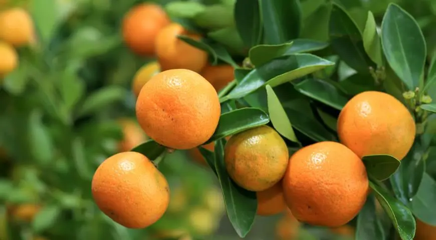 Tangerine &#8211; description of the fruit. Benefits and harm to human health