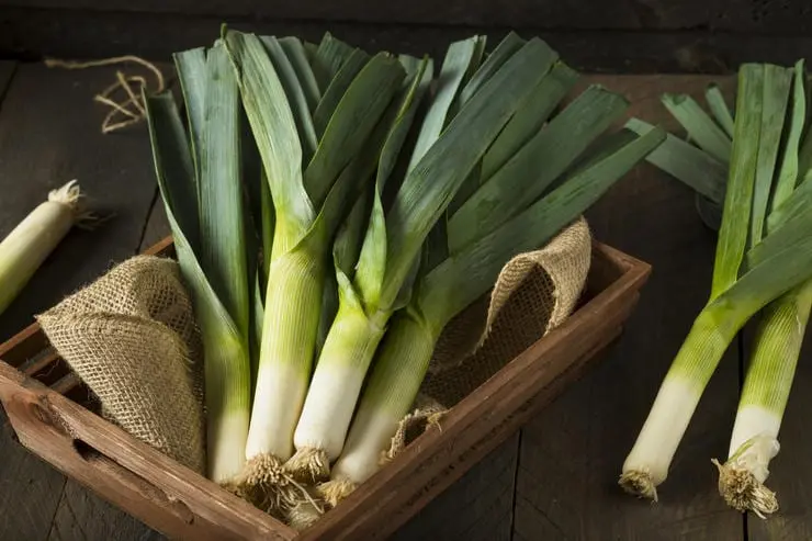 Why leek is particularly useful