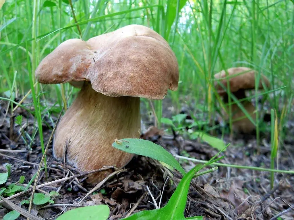 Porcini mushroom