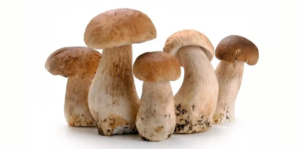 Porcini mushroom