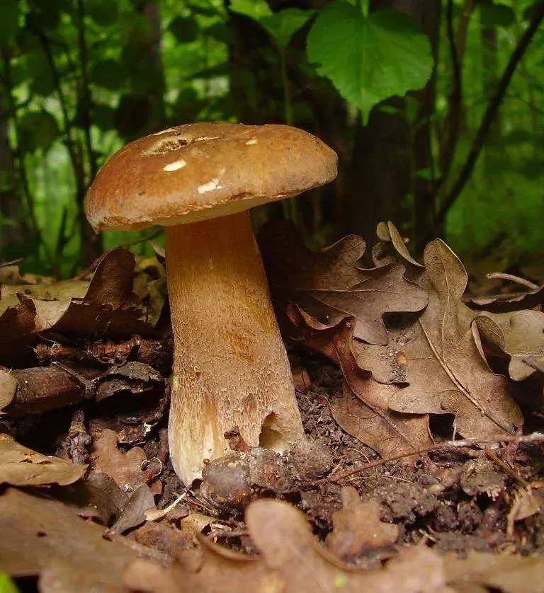 Porcini mushroom