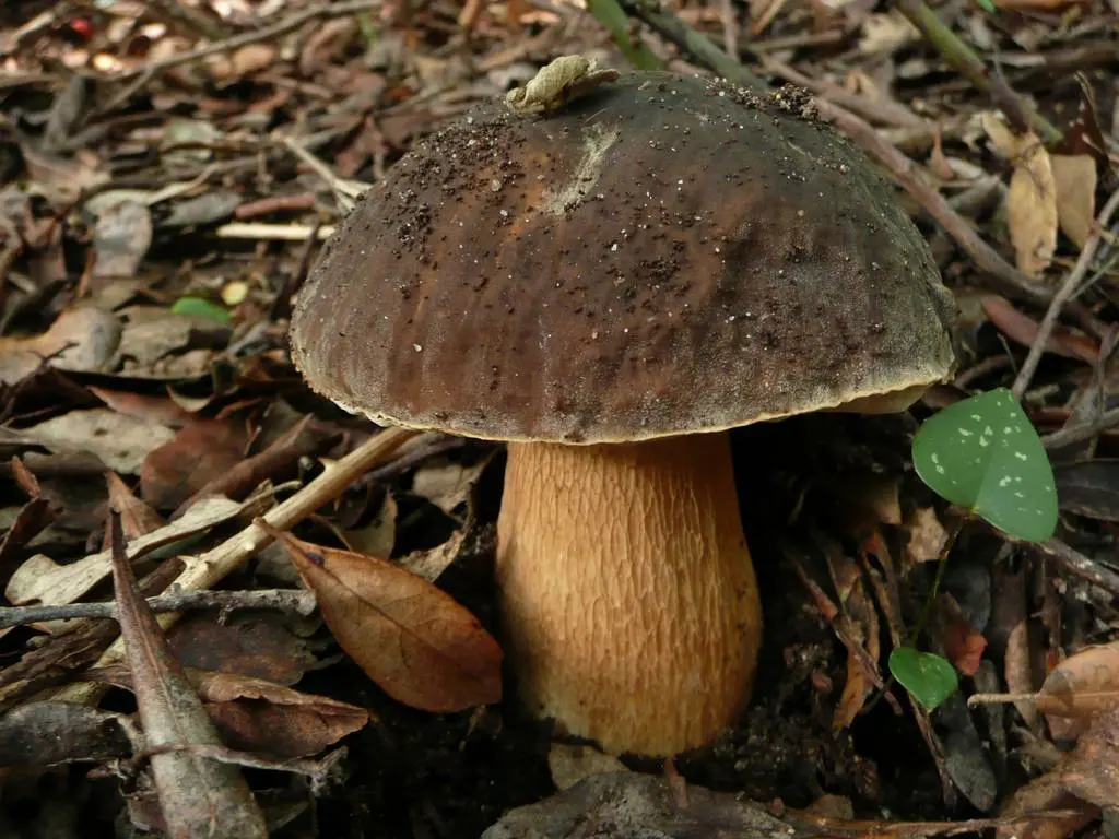 Porcini mushroom