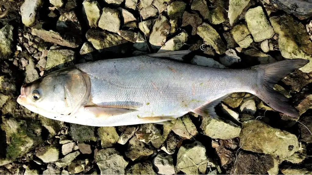 Silver carp