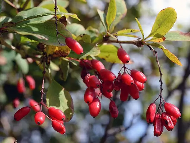 Barberry