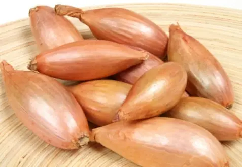 Shallot