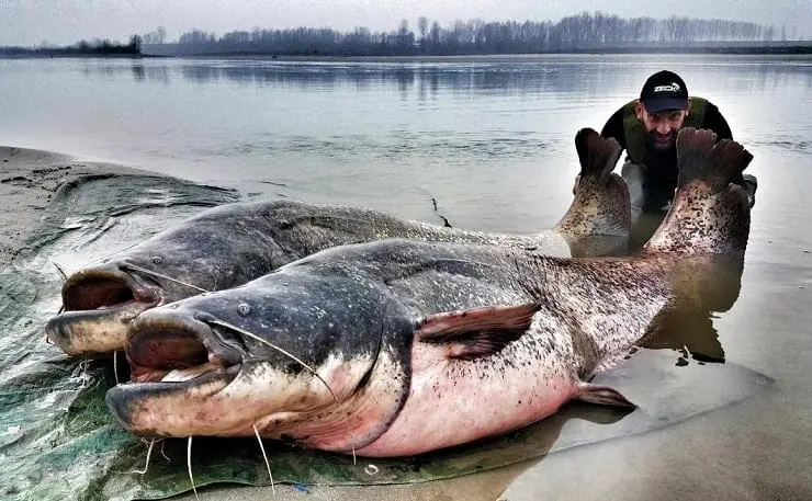 尝试了那么久终于让我钓到了这条CATFISH (鲶鱼)来得不容易(美国钓鱼Ep