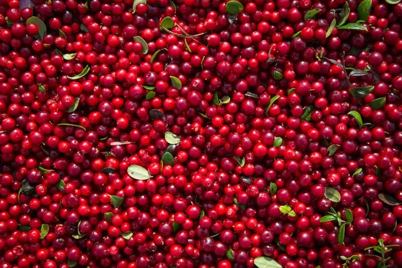 Lingonberry