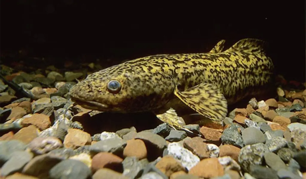 Burbot