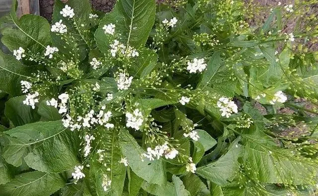 Horseradish