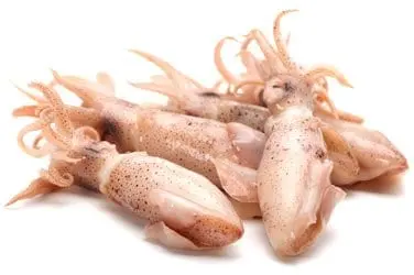 Squid