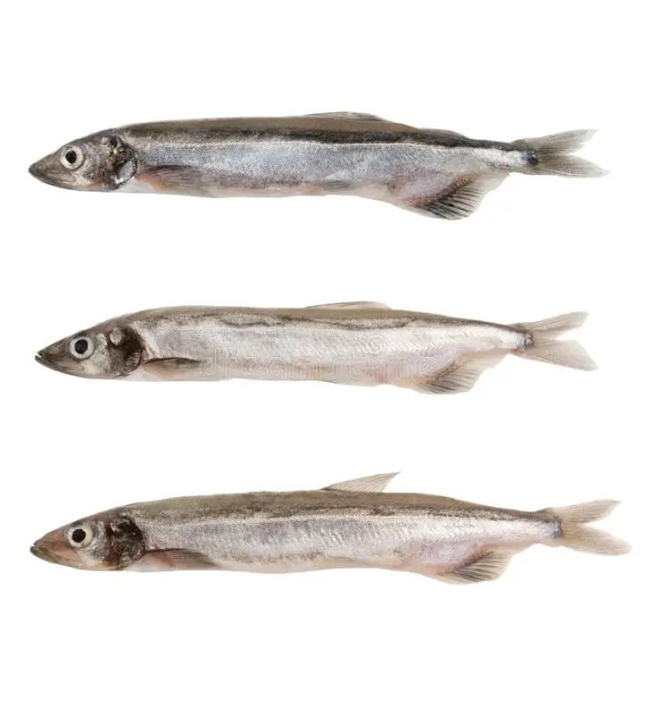 Capelin