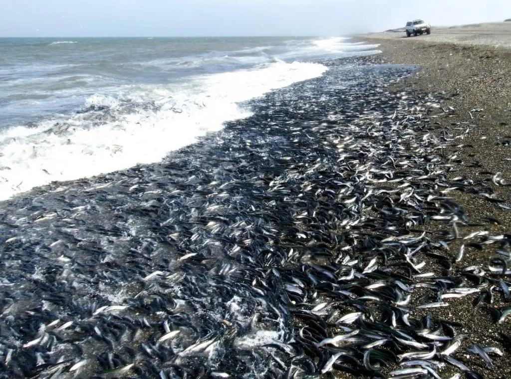 Capelin