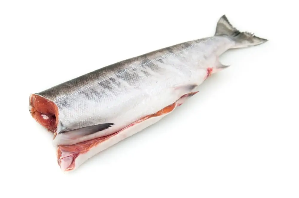 Chum salmon