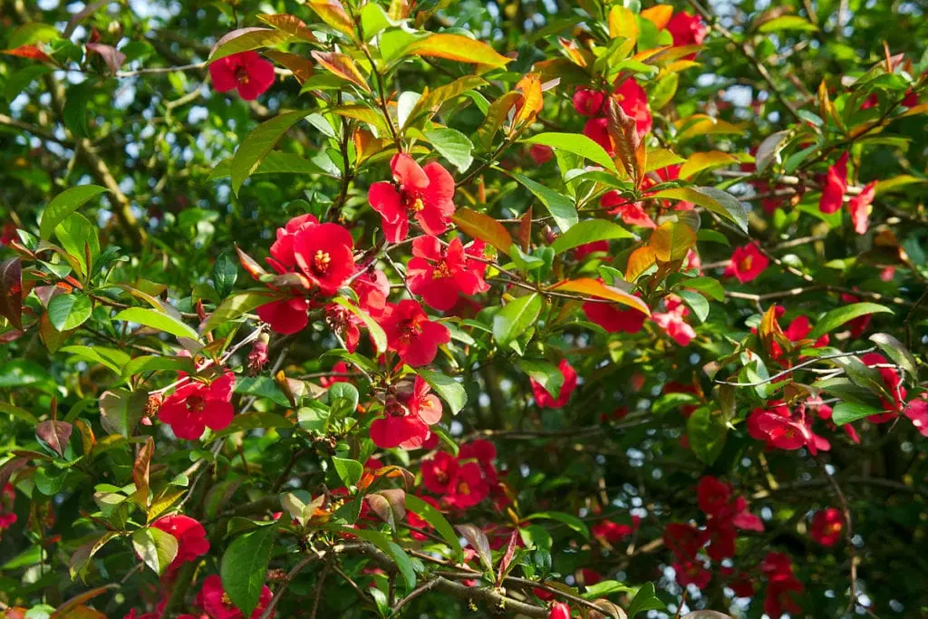 Genomeles (quince)