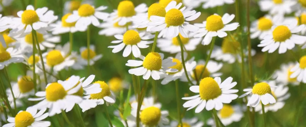 Chamomile