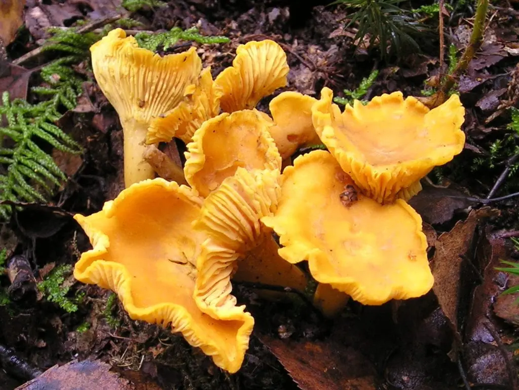 Chanterelles