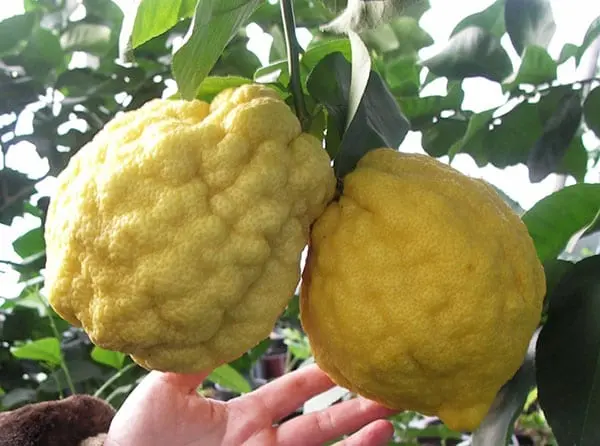 Citron