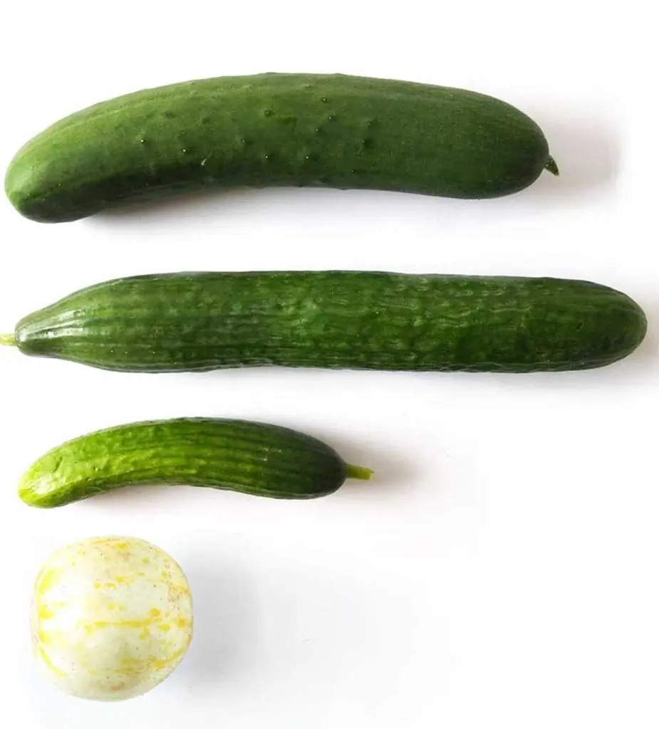 Сucumber