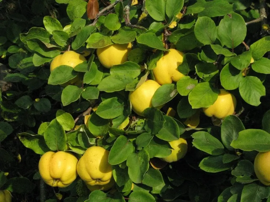 Genomeles (quince)