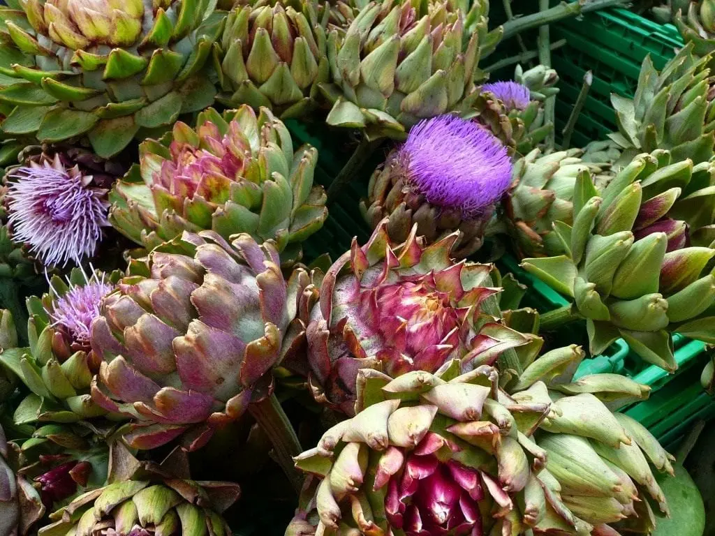 Artichoke