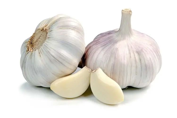 Garlic