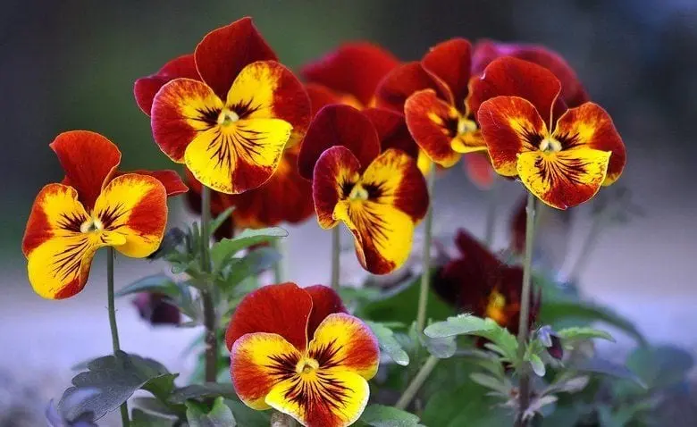 Pansies