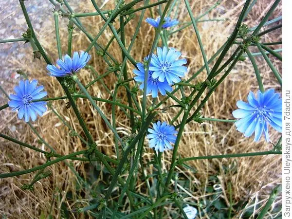 Chicory