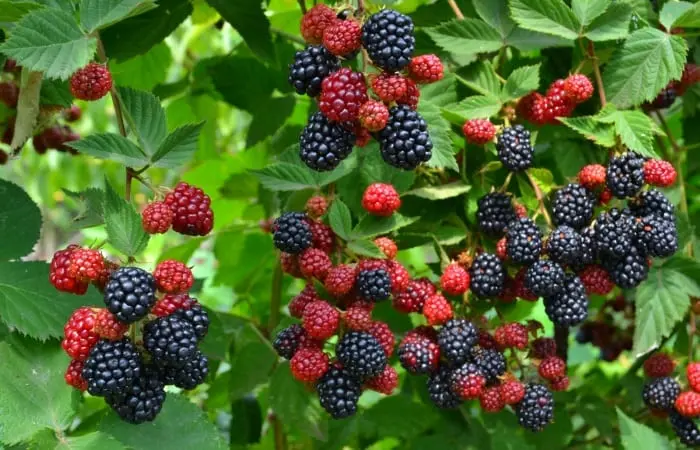 Blackberries