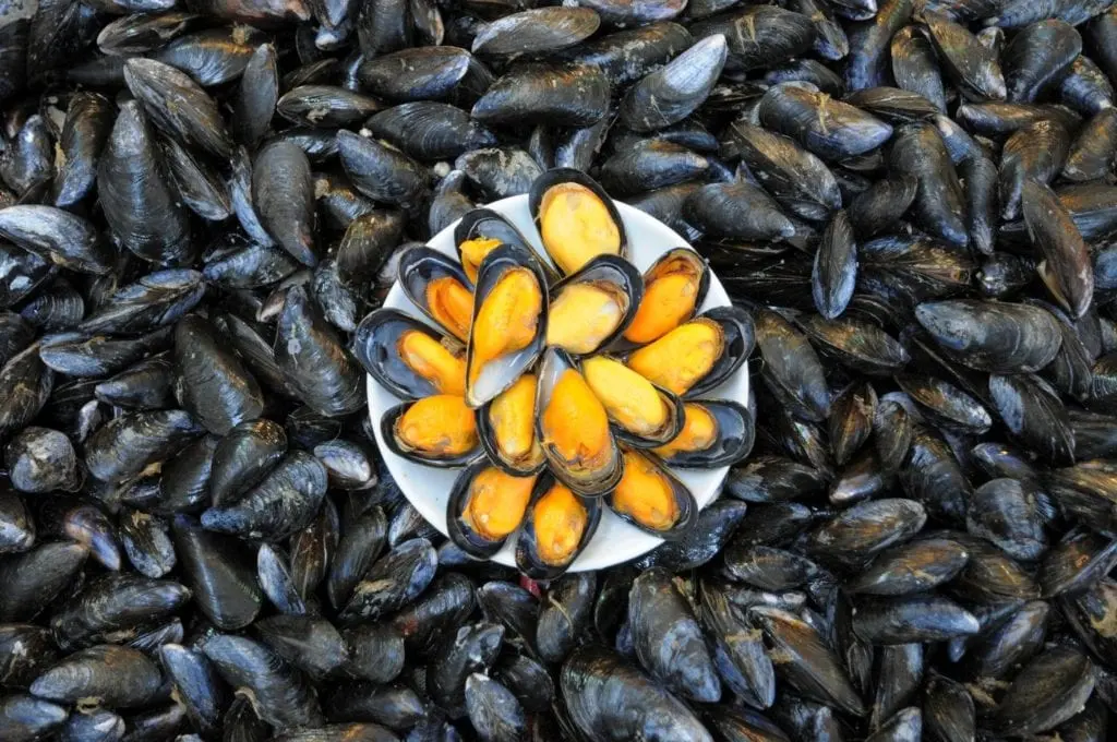 Mussels