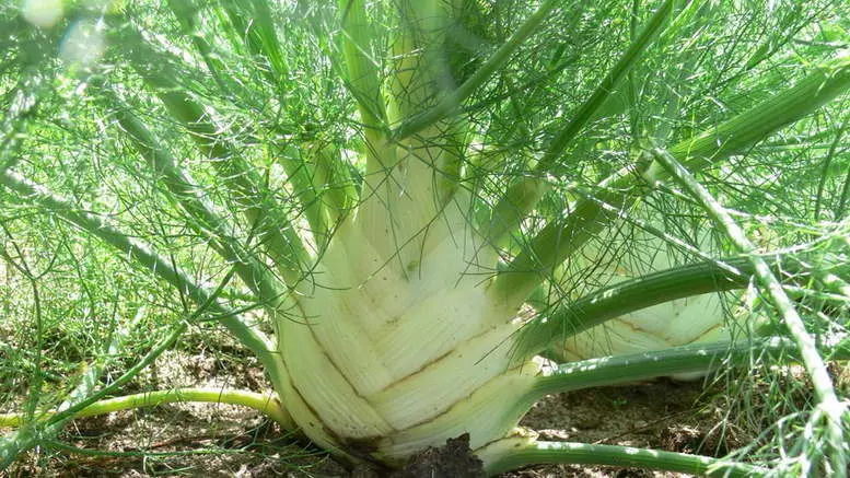 Fennel