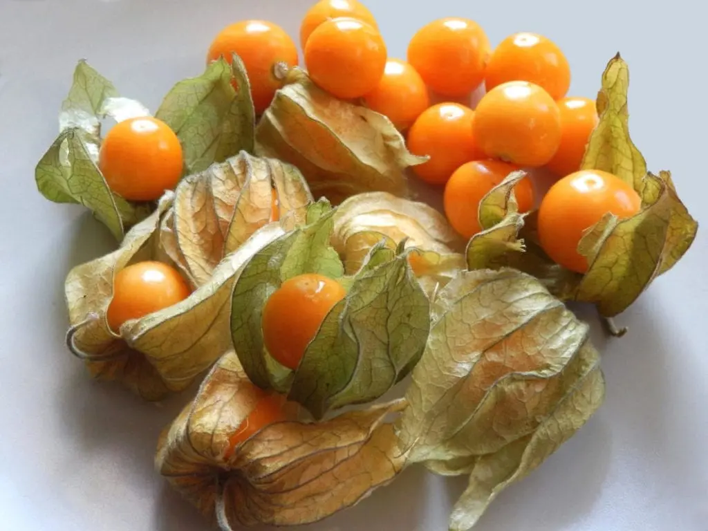 Physalis