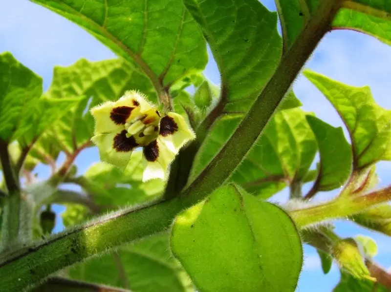 Physalis