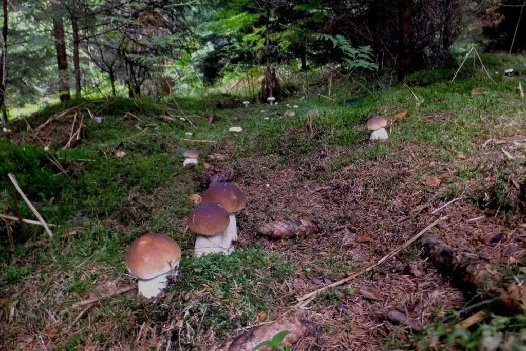 Porcini mushroom