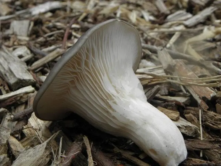 Oyster mushroom