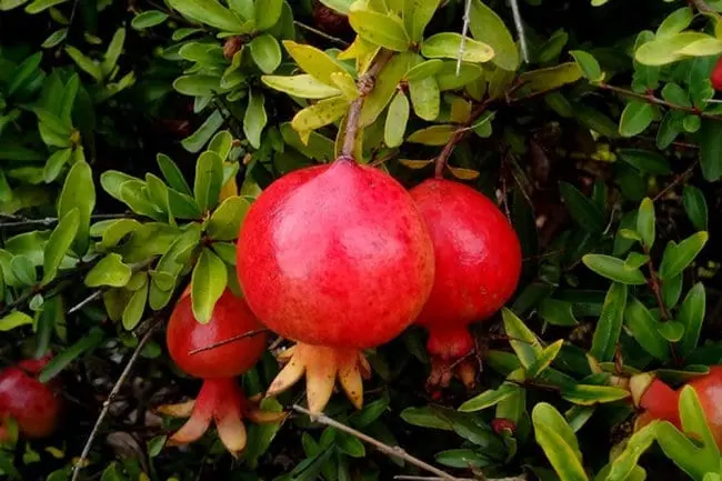 Pomegranate