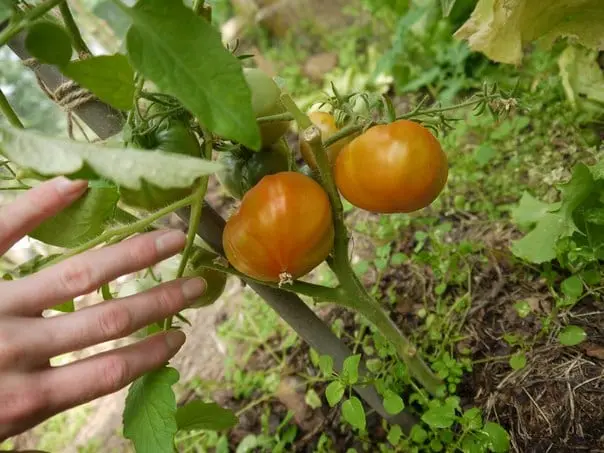 Physalis