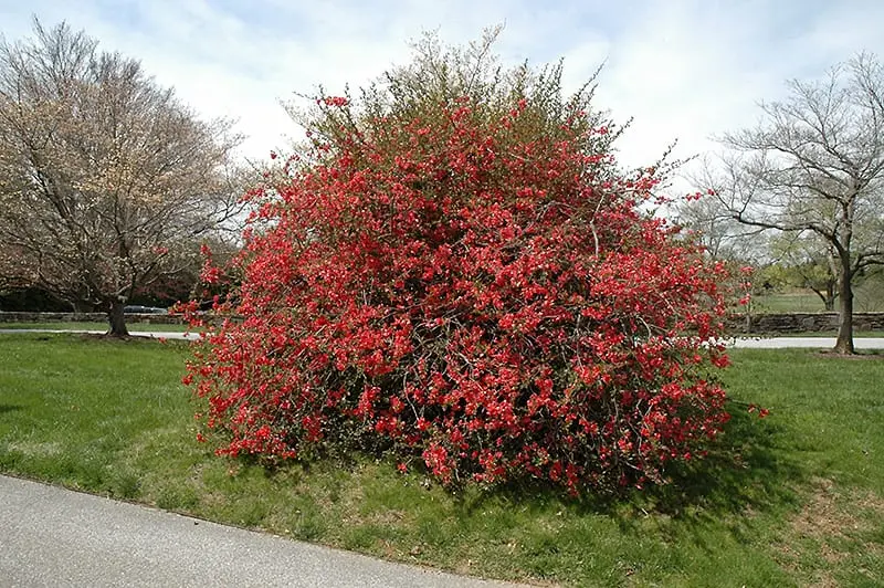 Genomeles (quince)