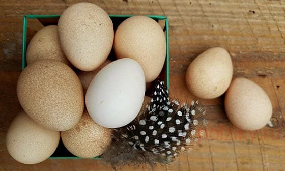 Guinea fowl eggs