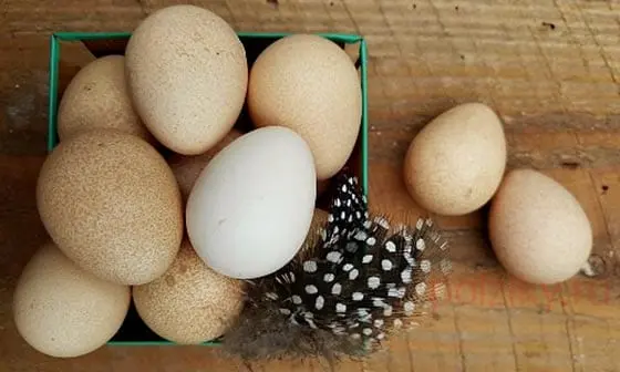 Guinea fowl eggs