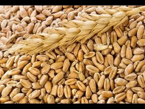 Barley